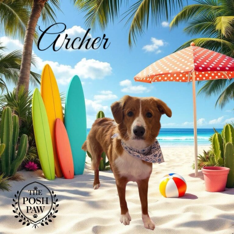 The Posh Paw Photo Gallery - Archer