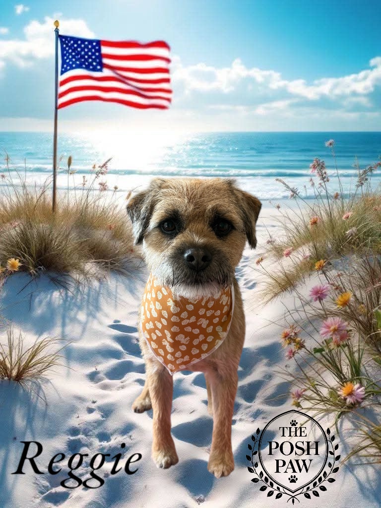 The Posh Paw Photo Gallery - Reggie