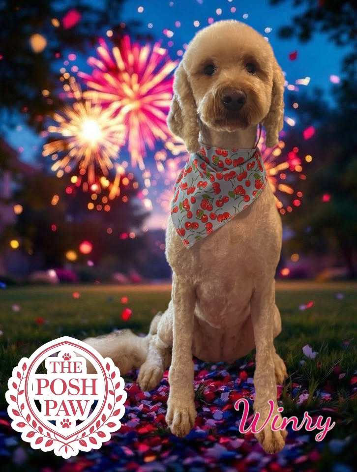 The Posh Paw Photo Gallery - Winry