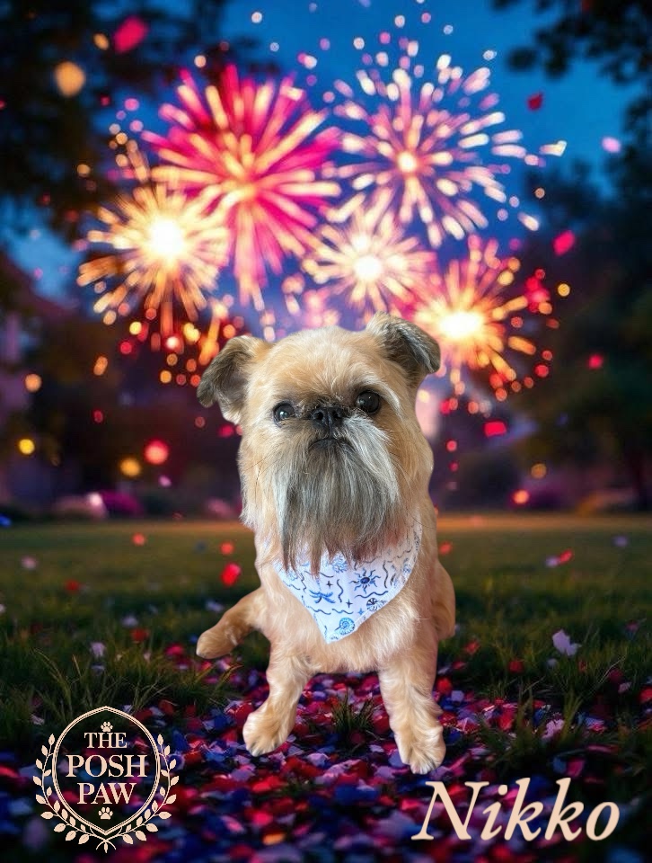 The Posh Paw Photo Gallery - Nikko