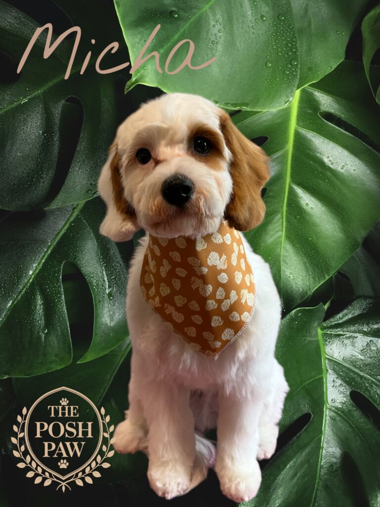 The Posh Paw Photo Gallery - Micha