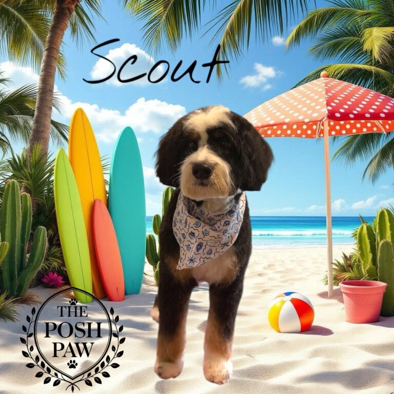 The Posh Paw Photo Gallery - Scout