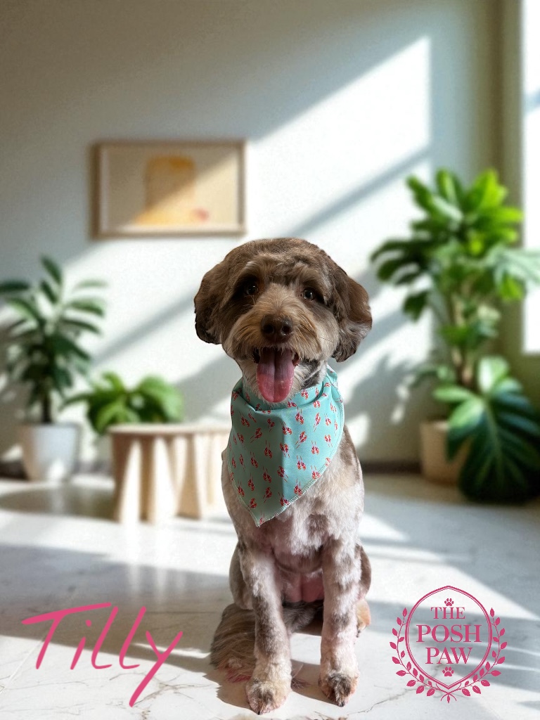 The Posh Paw Photo Gallery - Tilly