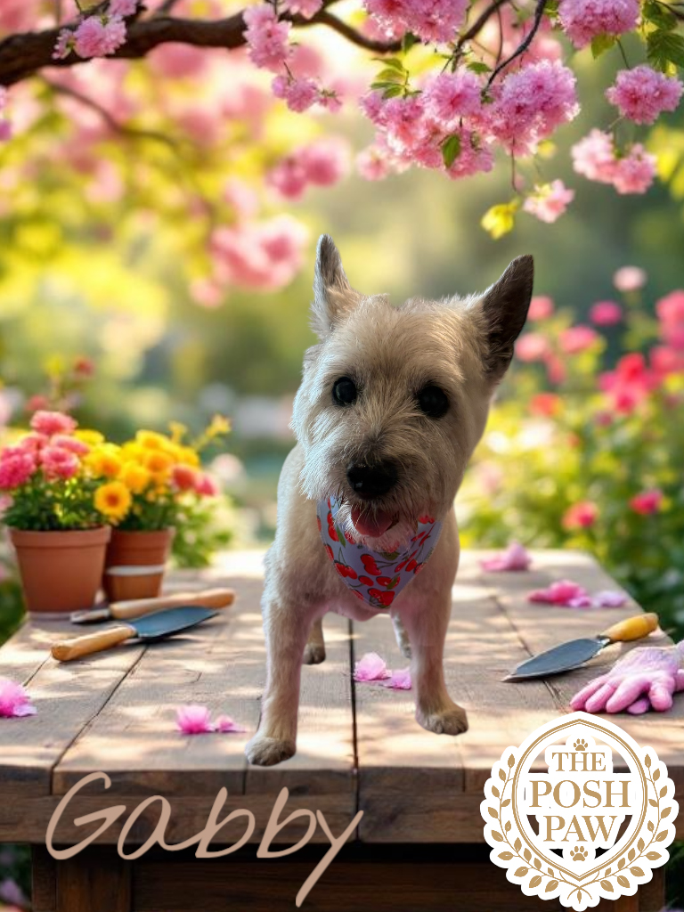 The Posh Paw Photo Gallery - Gabby