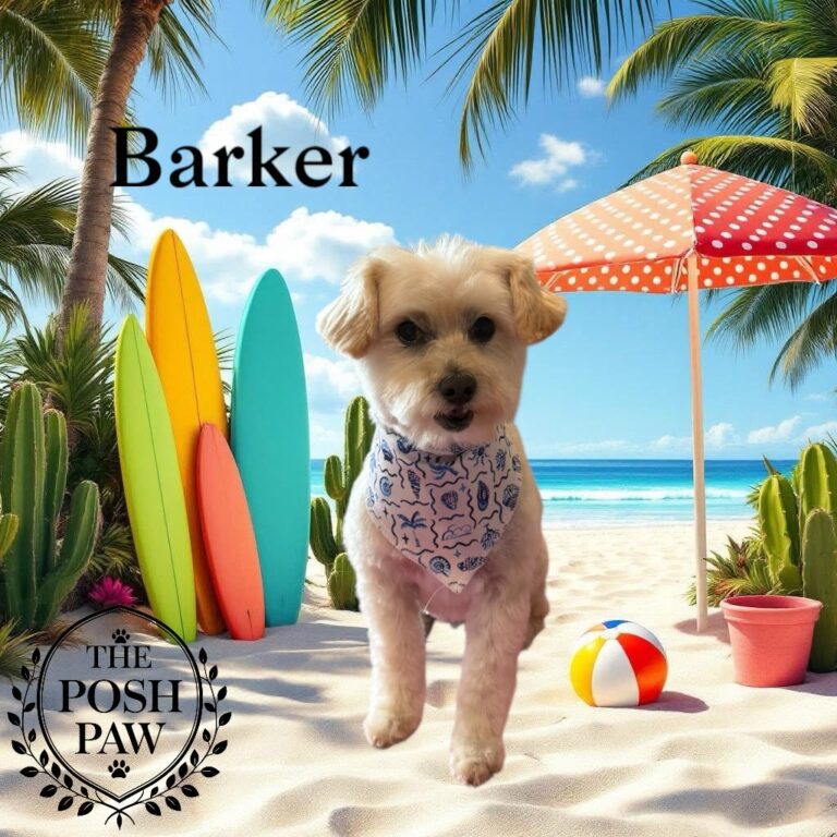 The Posh Paw Photo Gallery - Barker