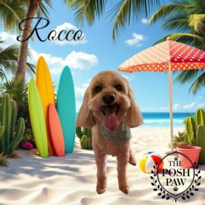 The Posh Paw Photo Gallery - Rocco