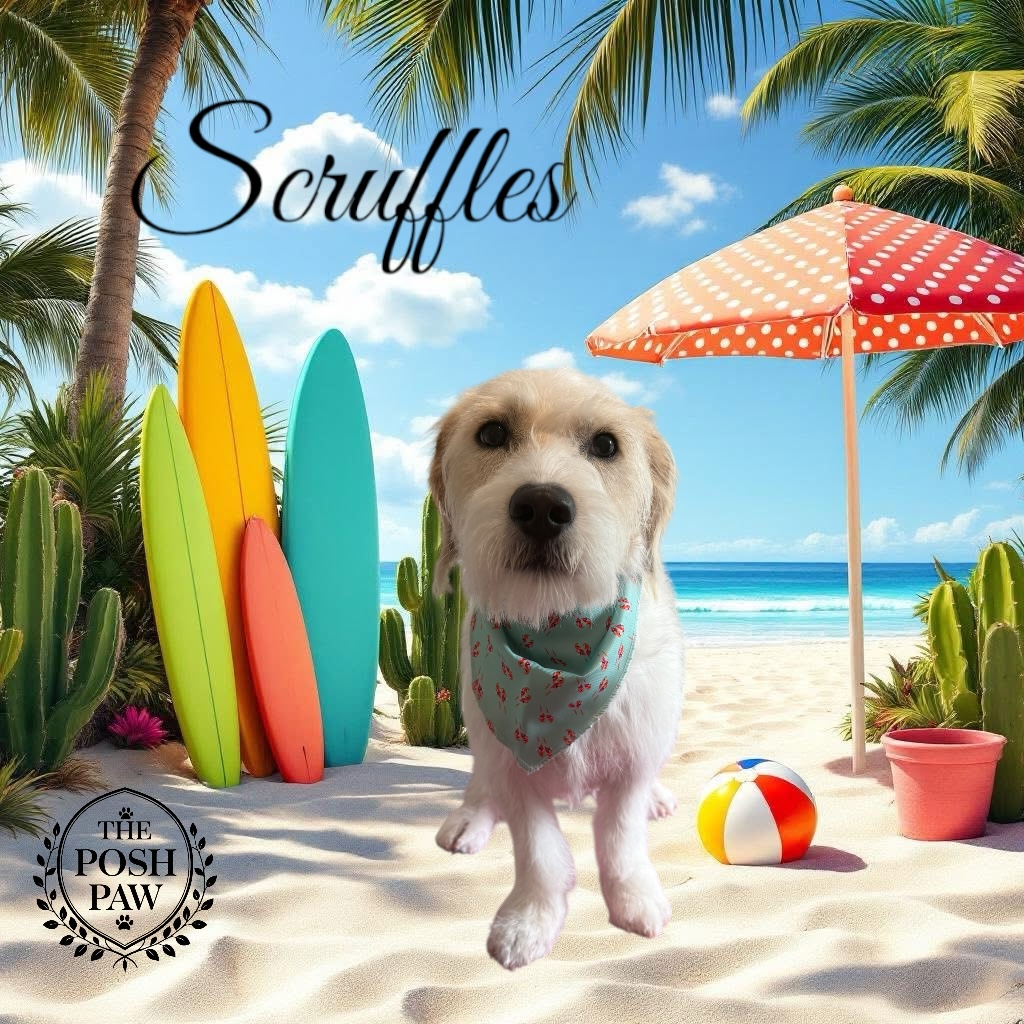 The Posh Paw Photo Gallery - Scruffles