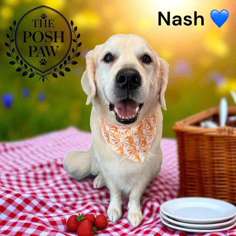 The Posh Paw - Nash