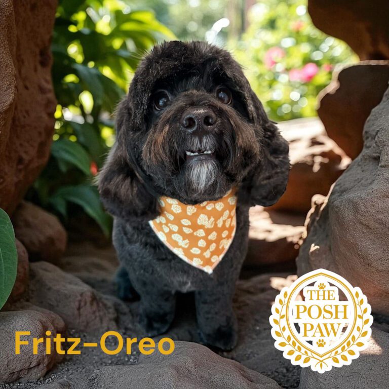 The Posh Paw - Fritz-Oreo