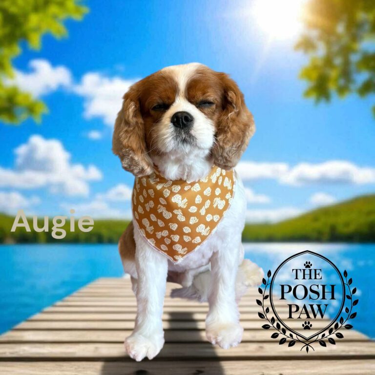 The Posh Paw - Augie