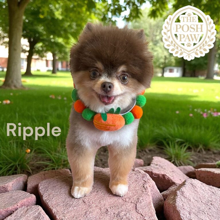 The Posh Paw - Ripple
