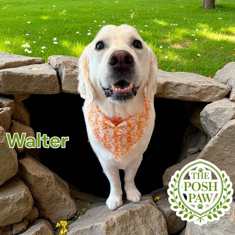 The Posh Paw - Walter