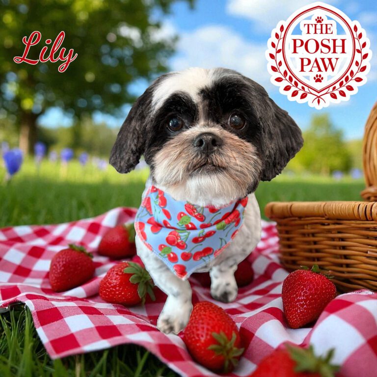 The Posh Paw - Lily