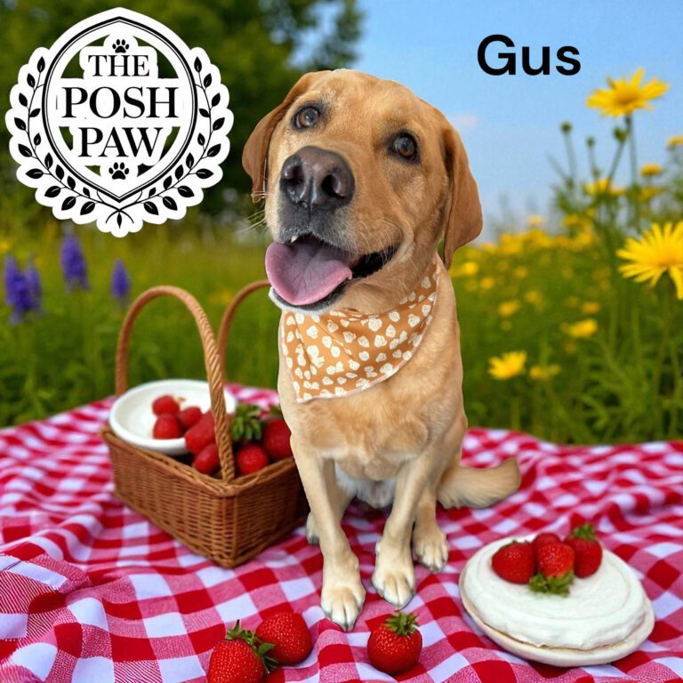 The Posh Paw - Gus