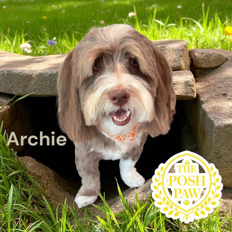 The Posh Paw - Archie