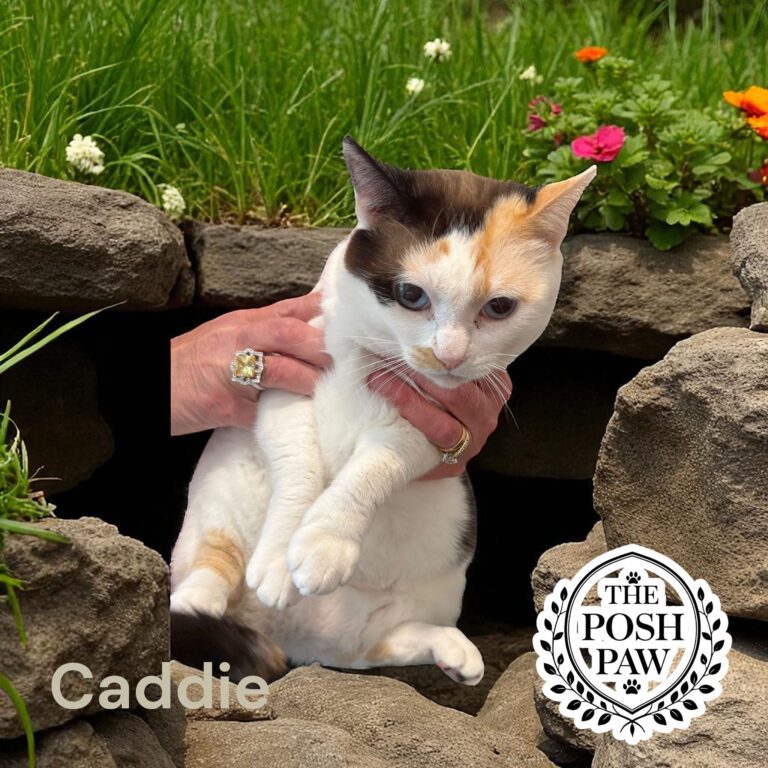 The Posh Paw - Caddie