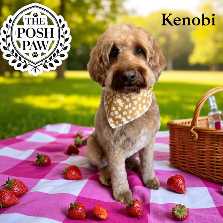 The Posh Paw - Kenobi