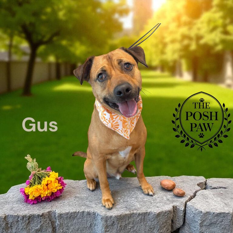 The Posh Paw - Gus