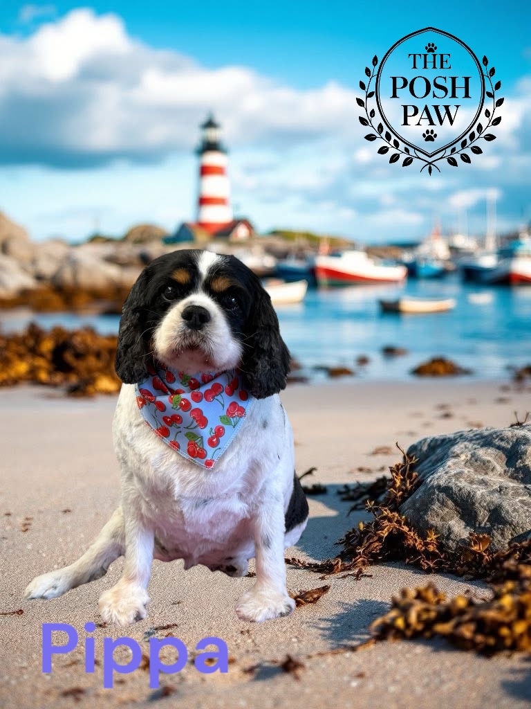 The Posh Paw - Pippa