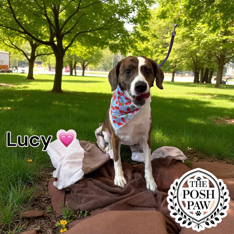 The Posh Paw - Lucy