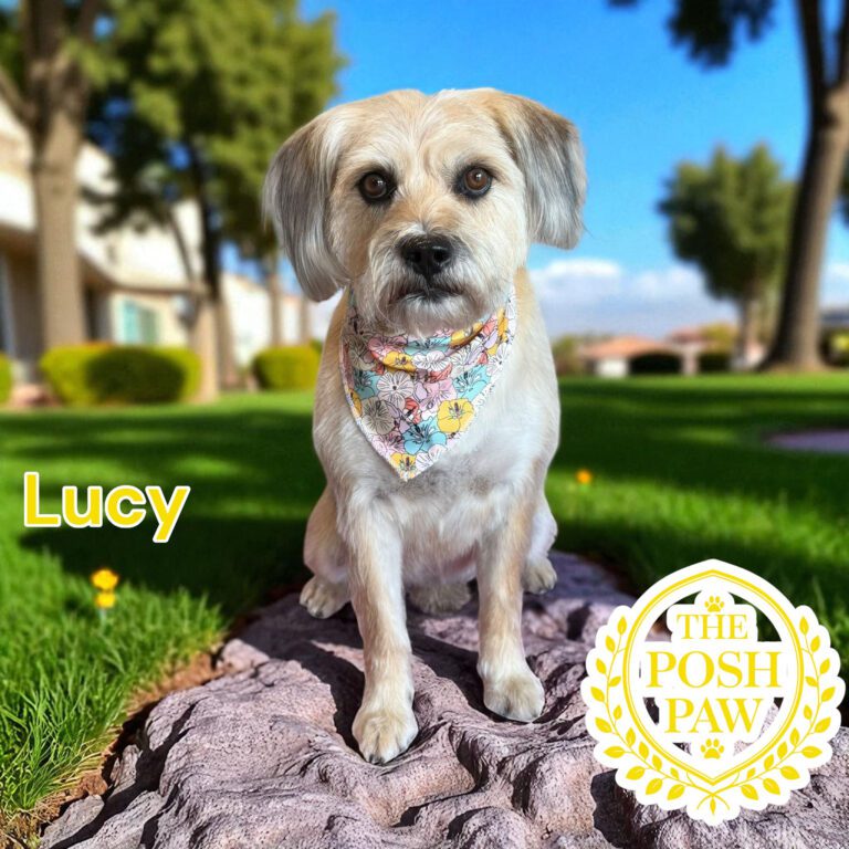 The Posh Paw - Lucy