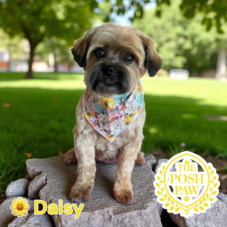 The Posh Paw - Daisy