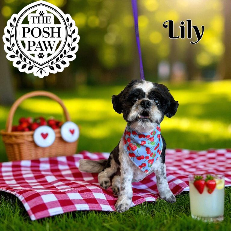 The Posh Paw - Lily