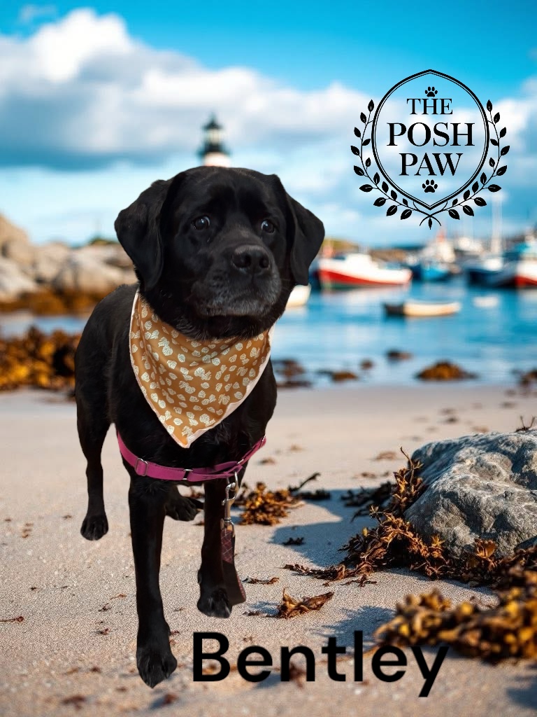 The Posh Paw - Bentley