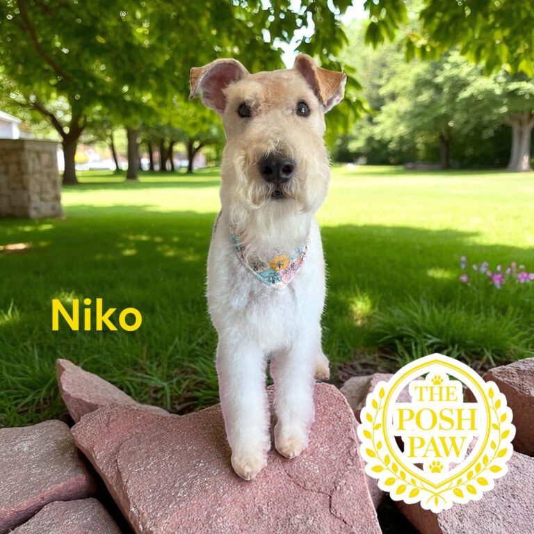 The Posh Paw - Niko