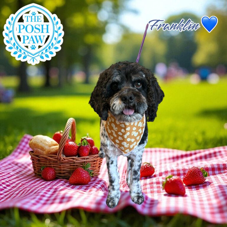 The Posh Paw - Franklin