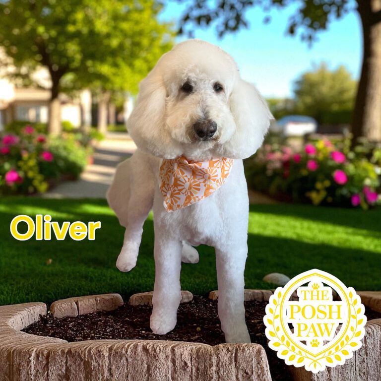 The Posh Paw - Oliver