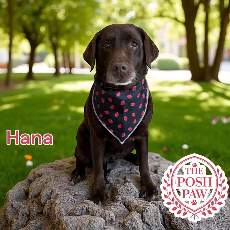 The Posh Paw - Hana