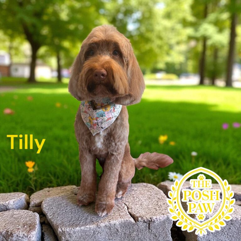 The Posh Paw - Tilly