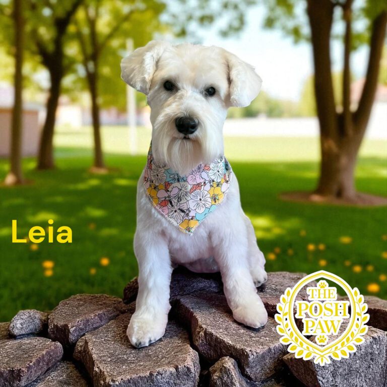 The Posh Paw - Leia