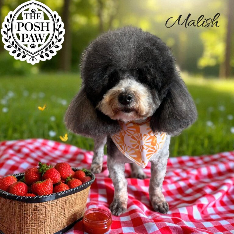 The Posh Paw - Malish