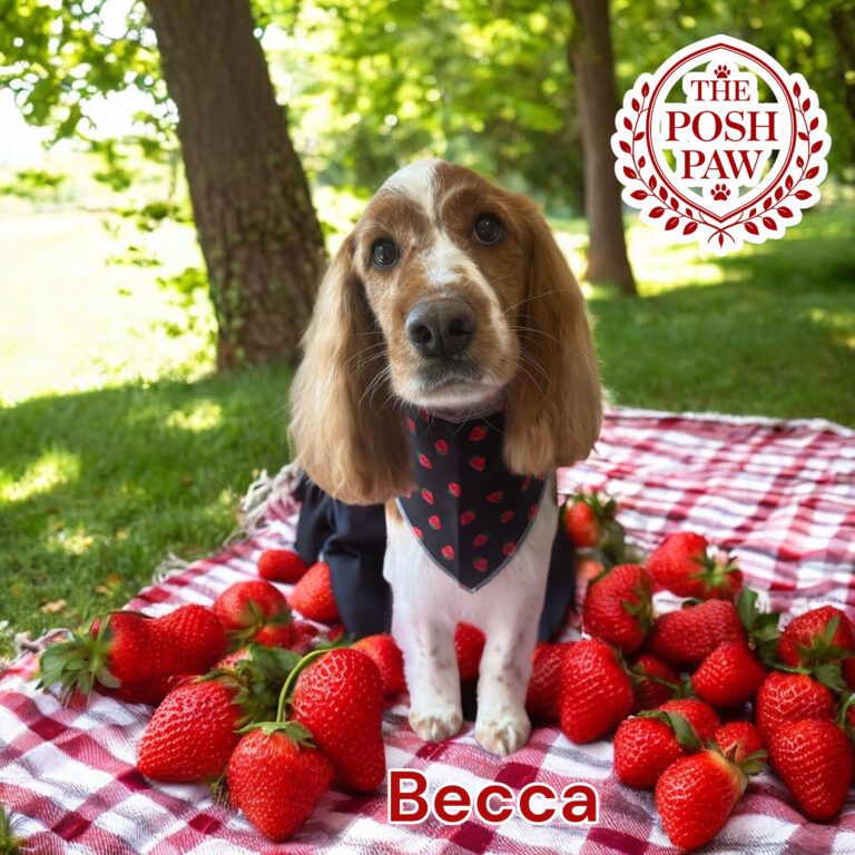 The Posh Paw - Becca