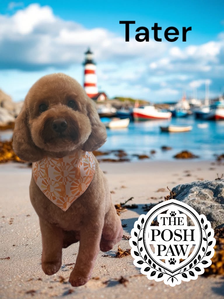 The Posh Paw - Tater