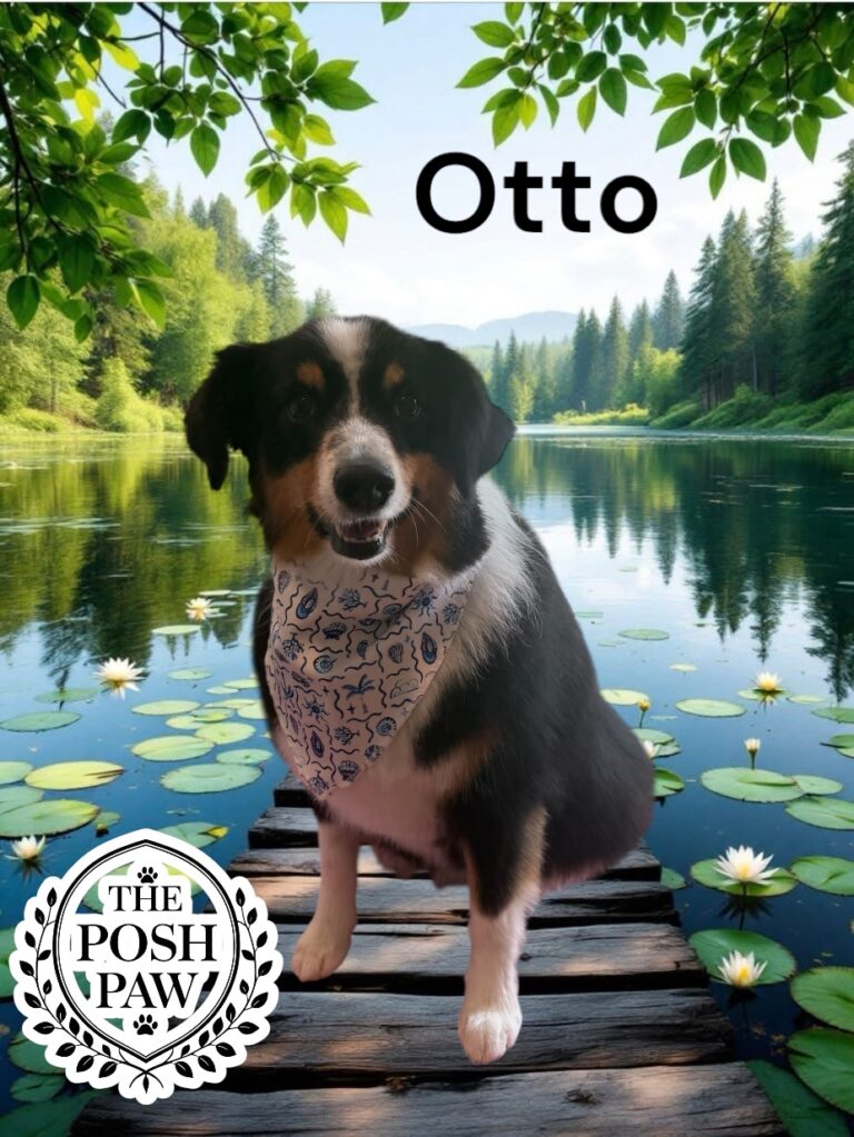 The Posh Paw - Otto