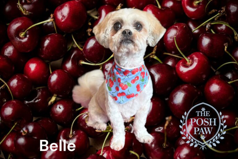 The Posh Paw - Belle