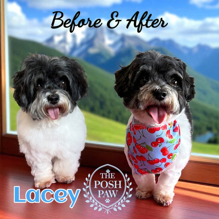 The Posh Paw - Lacey