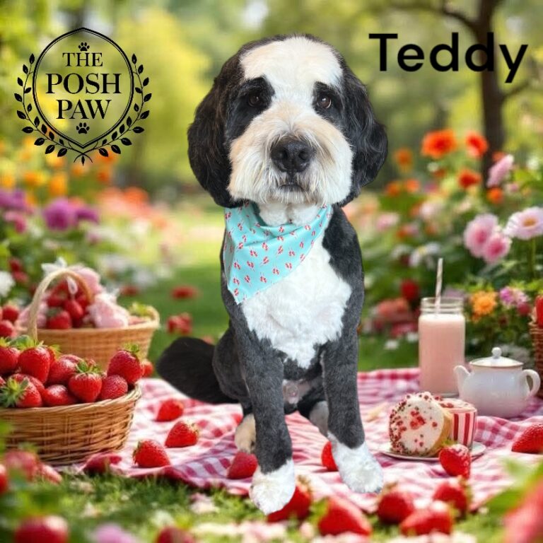 The Posh Paw - Teddy