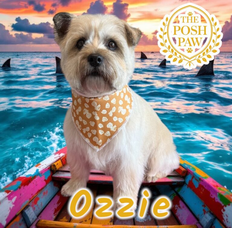 The Posh Paw - Ozzie