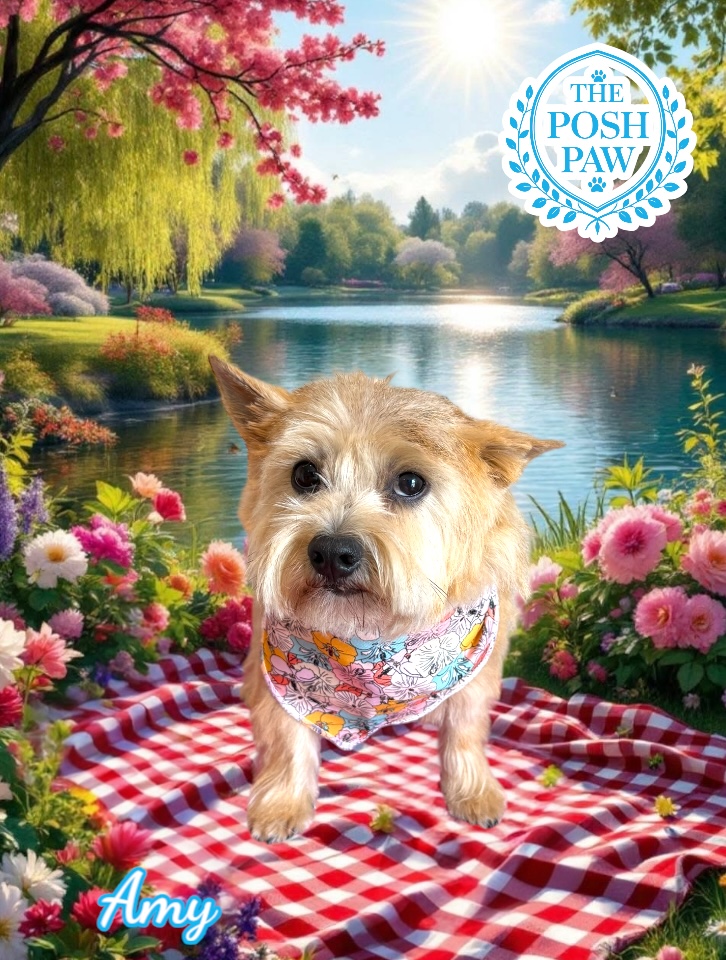 The Posh Paw - Amy