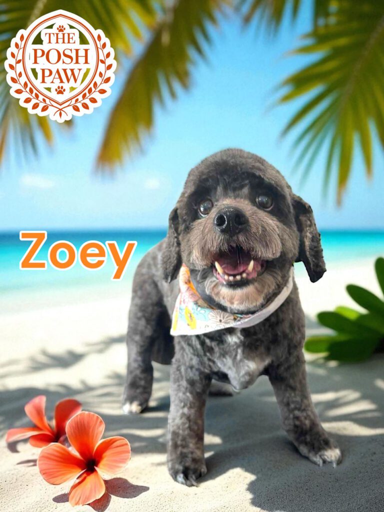 The Posh Paw - Zoey