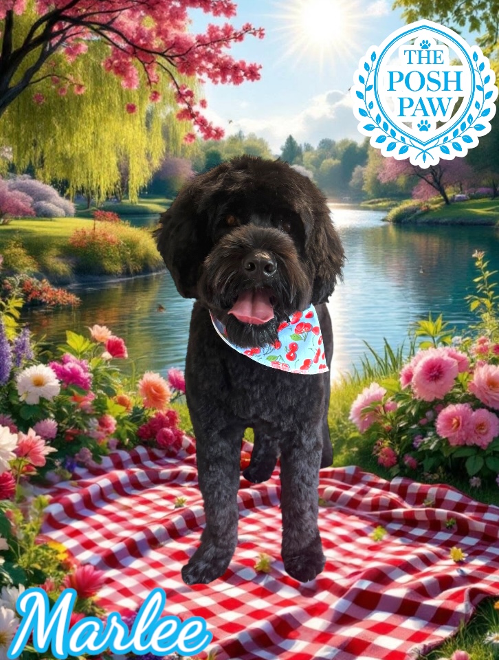 The Posh Paw - Marlee