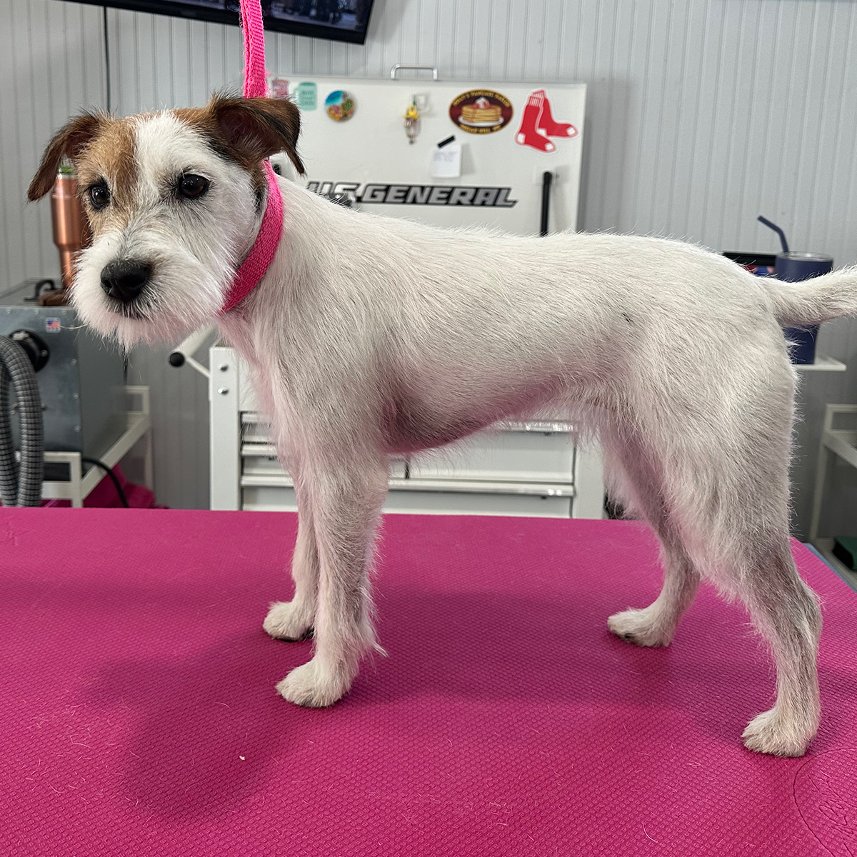 dog hand stripping