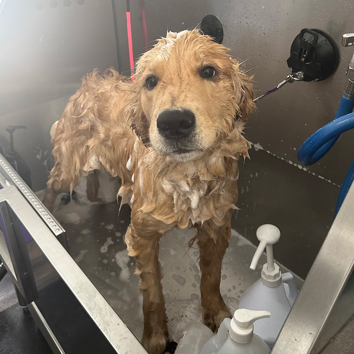 Dog spa bath