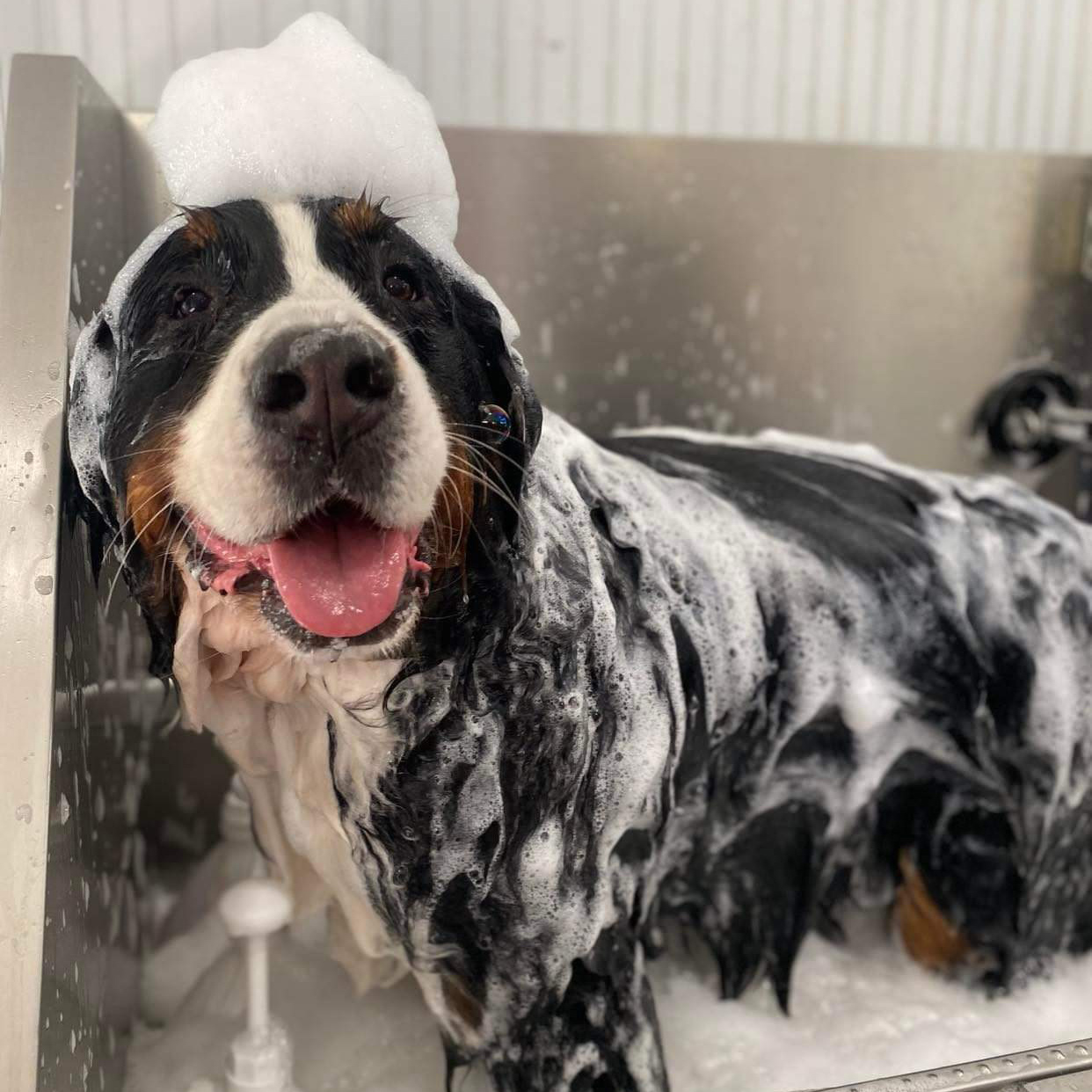 The Posh Paw Grooming Appointment